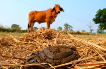 Médico indiano diz que comer esterco de vaca faz bem pra sua saúde shutterstock 1053773654 | Bizarro | bizarro, curioso, estranho, fezes, idu, índia, lugares, nojento, produtos, religião, sabonete, sinistro, vaca, viagens