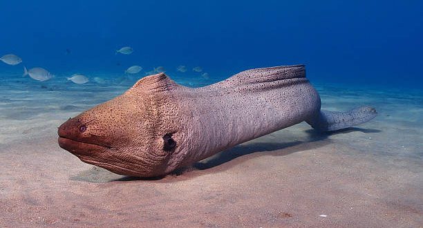 O que aconteceu com a serpente marinha da Inglaterra? Moreia gigante Branca 612x330 1 | Bizarro | animal, bizarro, criatura, marinha, monstro, serpente