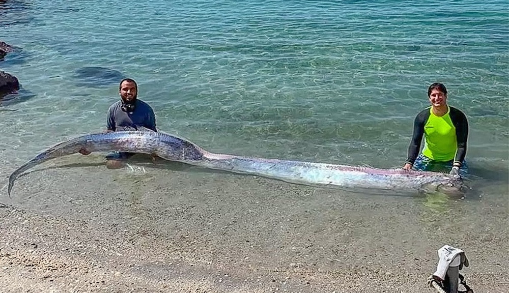 O que aconteceu com a serpente marinha da Inglaterra? oarfish feature | Bizarro | animal, bizarro, criatura, marinha, monstro, serpente