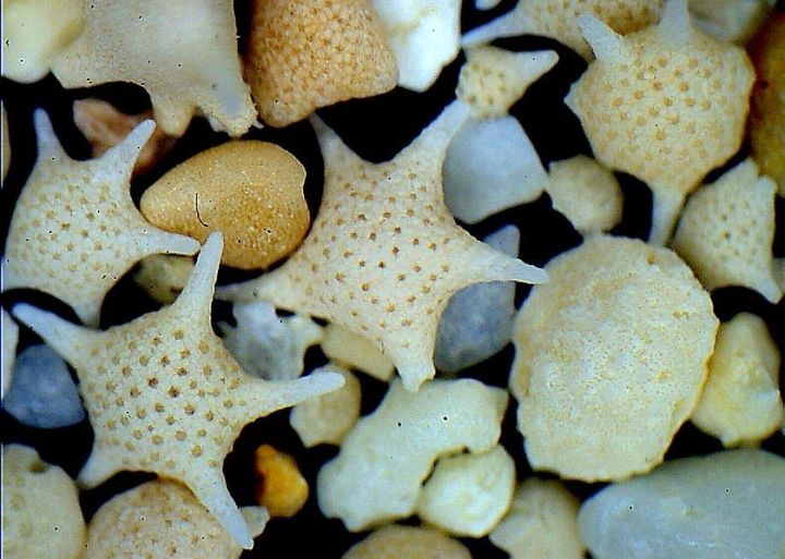 A incrível praia onde a areia é feita de "estrelinhas" 164632210 214249290295735 287863846003443944 n | Incrível | incrível, japão, lugares