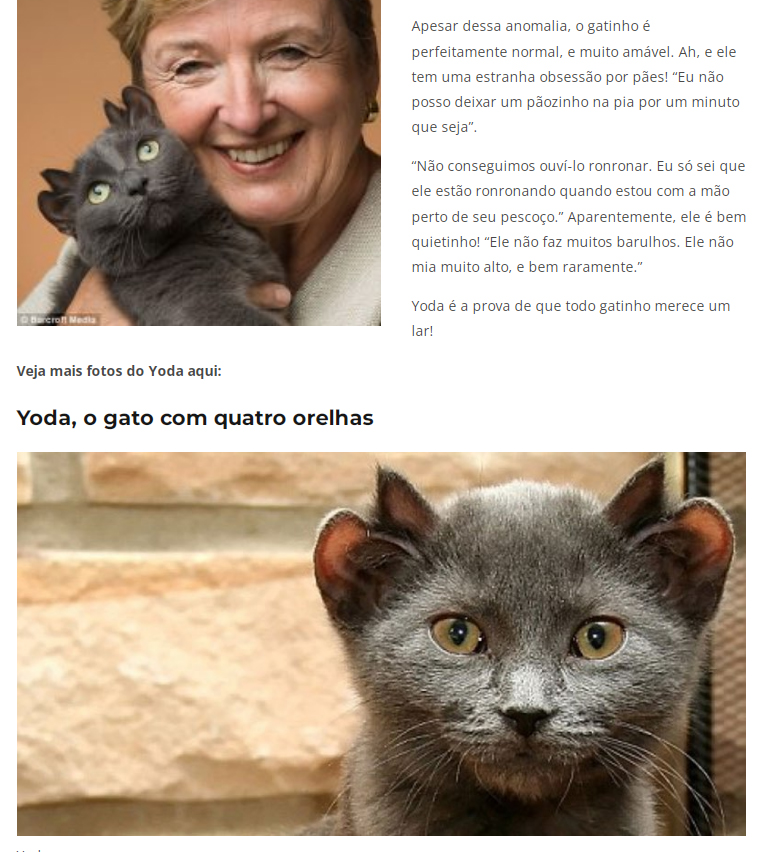 Gato com chifres encontra finalmente um novo lar gatochifre | Animais | animal, bizarro, curioso, gato