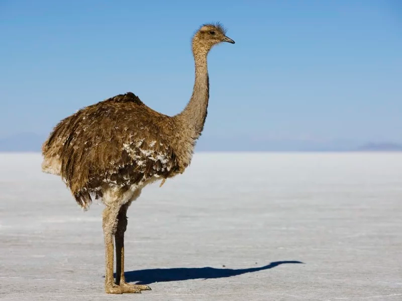 O dia que Charles Darwin fez uma descoberta no próprio prato de comida rhea ea1a2d5955280997167d47620bd143dc58c02eb0 s800 c85 | Curiosidades | bizarro, curioso, Darwin, história
