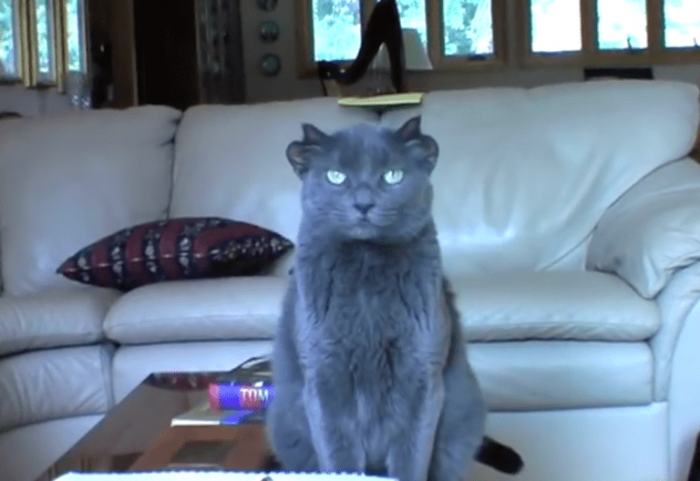 Gato com chifres encontra finalmente um novo lar | Animais | animal, bizarro, curioso, gato