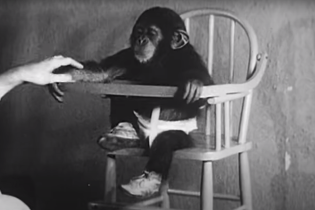 O curioso experimento Kellogg CaptureII | Animais | animais, bizarro, ciência, curiosidades