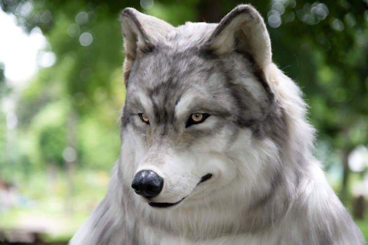 Sujeito que sempre sonhou em ser um lobo gasta uma fortuna para se transformar wolf costume | Curiosidades | curioso, fantasia, japão, lobo