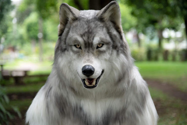 Sujeito que sempre sonhou em ser um lobo gasta uma fortuna para se transformar wolf costume3 | Curiosidades | curioso, fantasia, japão, lobo
