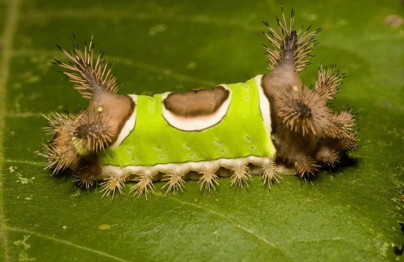 CUIDADO! As dez lagartas mais perigosas do mundo 103296181 original | Animais | animais, bichos, curiosidades, curioso, insetos, largartas