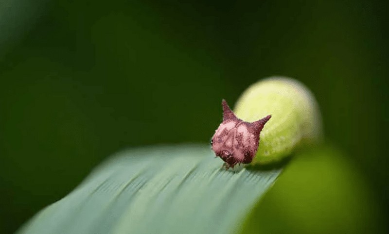 CUIDADO! As dez lagartas mais perigosas do mundo 103296911 original | Animais | animais, bichos, curiosidades, curioso, insetos, largartas