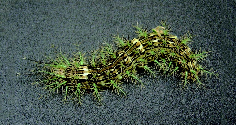 CUIDADO! As dez lagartas mais perigosas do mundo lonomia obliqua roberto moraes ib | Animais | animais, bichos, curiosidades, curioso, insetos, largartas