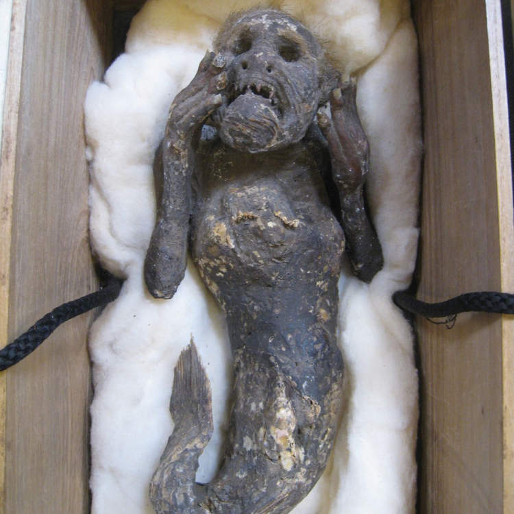 Cientistas estudam a misteriosa sereia mumificada do Japão mermaid mummy | Bizarro | bizarro, curioso, japão