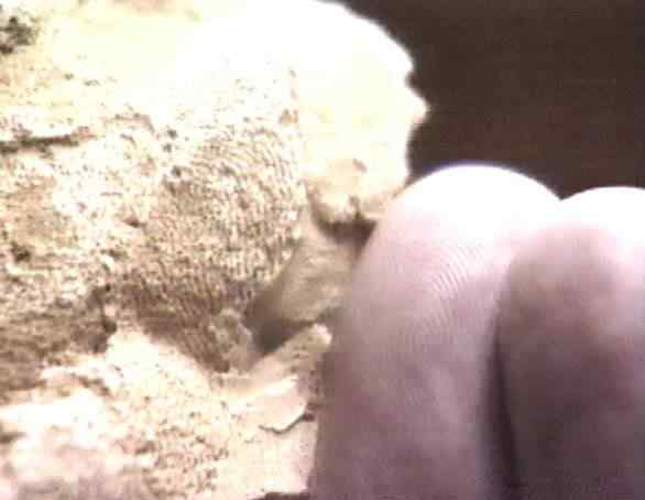 A estranha história do homem que matou o Pé Grande dermal ridge | Curiosidades | bigfoot, bizarro, incrível, pe grande, polêmica