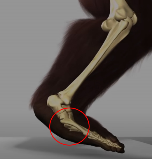 A estranha história do homem que matou o Pé Grande pisada | Curiosidades | bigfoot, bizarro, incrível, pe grande, polêmica