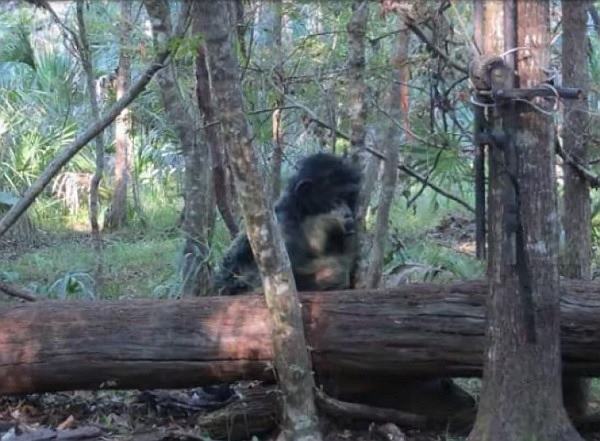 Nova evidência: Câmera de caça registra o que parece ser o Pé grande 50223616 | Curiosidades | animais, bizarro, criptozoologia, pe grande, skunk ape, yeti