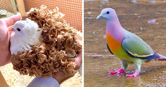 A Seleção artificial e as fascinantes histórias dos mutantes criados pelos humanos A Seleção artificial e as fascinantes histórias dos mutantes criados pelos humanos
