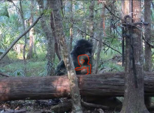 Nova evidência: Câmera de caça registra o que parece ser o Pé grande bebemarca | Curiosidades | animais, bizarro, criptozoologia, pe grande, skunk ape, yeti