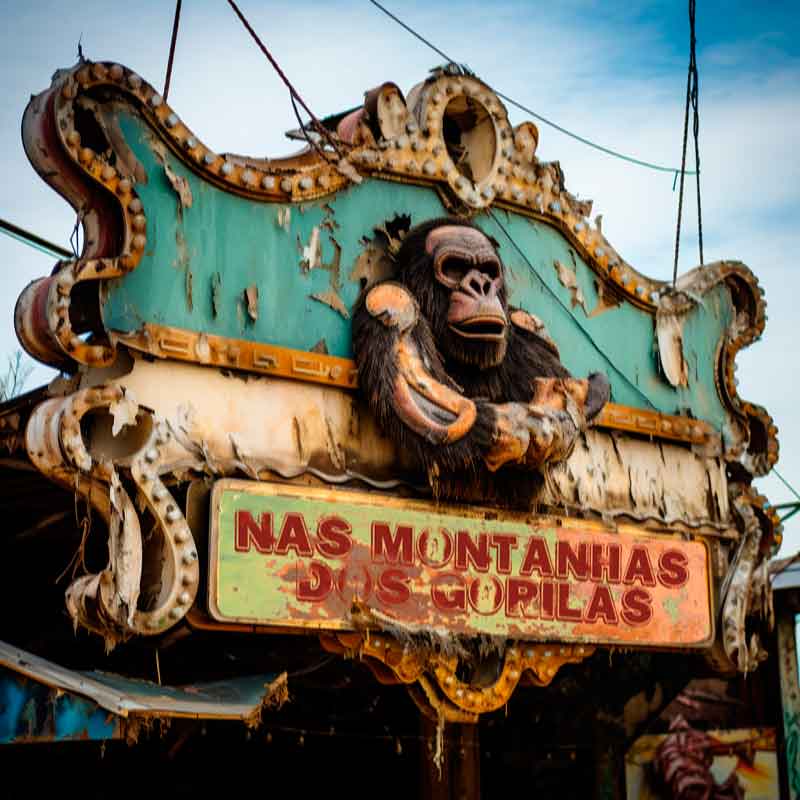 Nas montanhas dos gorilas gorilas | Contos | conto, Contos, sonhos