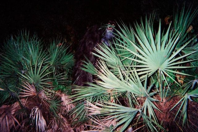 Nova evidência: Câmera de caça registra o que parece ser o Pé grande in 1999 a resident of sarasota fl sent these photographs v0 b08d3sq1ngr81 | Curiosidades | animais, bizarro, criptozoologia, pe grande, skunk ape, yeti