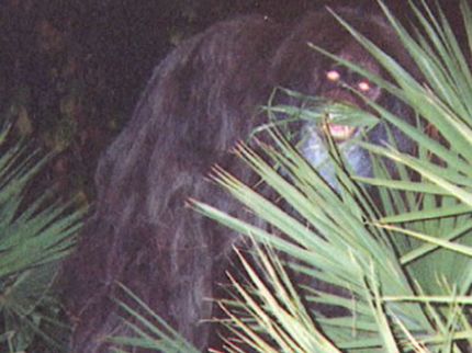Nova evidência: Câmera de caça registra o que parece ser o Pé grande md 1367b5 skunk ape featured | Curiosidades | animais, bizarro, criptozoologia, pe grande, skunk ape, yeti