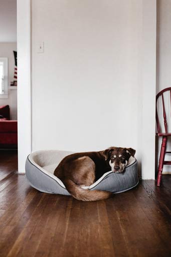 Como Escolher uma Boa Caminha de Cachorro para o Seu Pet pexels andrew neel 2248516 | Animais | animais, cachorro, dicas