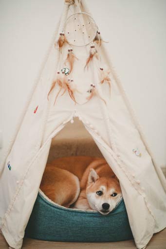 Como Escolher uma Boa Caminha de Cachorro para o Seu Pet pexels kristina paukshtite 1839753 | Animais | animais, cachorro, dicas