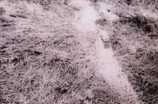 O intrigante caso Tiago Machado marca4 | Polêmica | aliens, caso, curioso, polêmica, ufologia, ufos