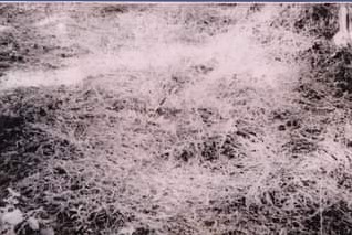 O intrigante caso Tiago Machado marca5 | Polêmica | aliens, caso, curioso, polêmica, ufologia, ufos