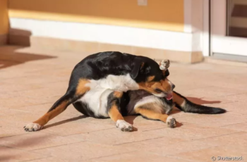 Eu lancei um livro de orações por que cachorro lambe as partes intimas veja o significado desse comportamento canino.jpg | Textos | jesus, livros, religião