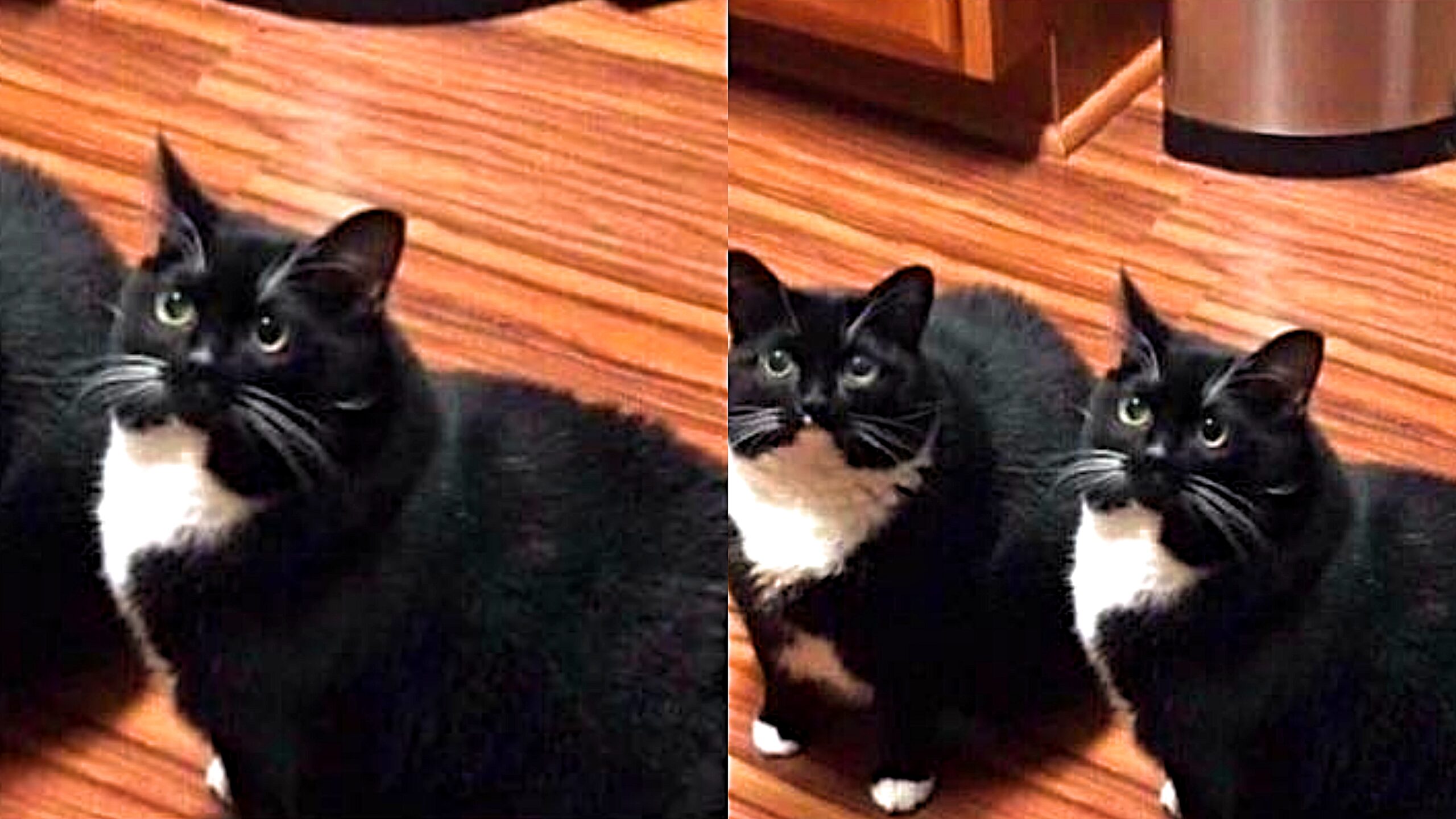 clone do gato gato e seu clone