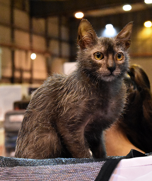 gato horroroso Gato feio Lykoi