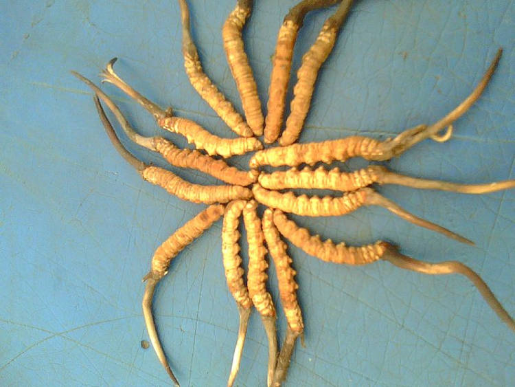 Yartsa Gunbu Yartsa Gunbu