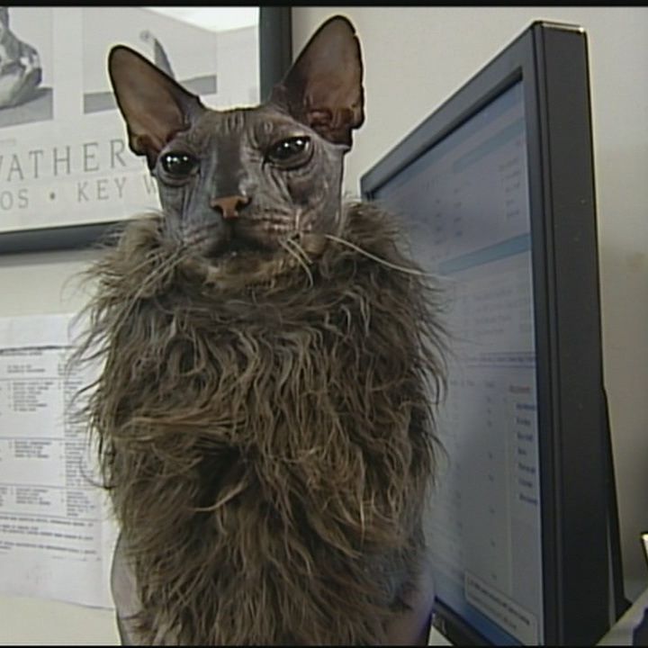 gato feioso demais o gato mais feio do mundo
