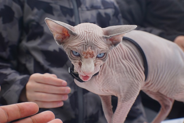 Gato feio Sphynx Gato feio Sphynx