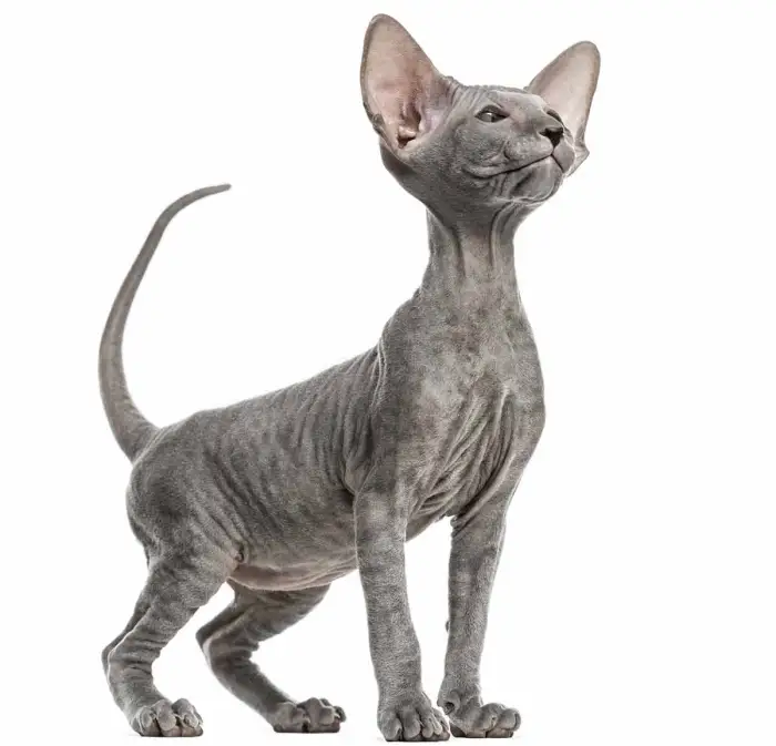 gato feio e esquisito gato esquisito