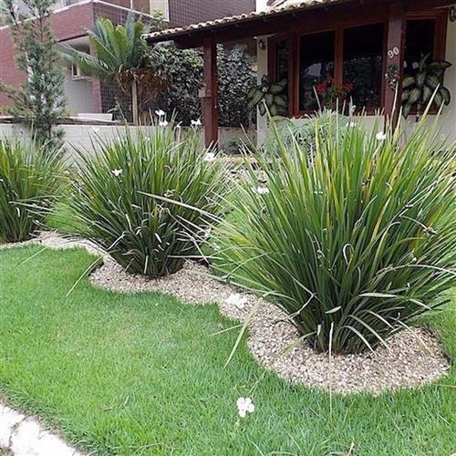 Explore os Segredos da Planta Moreia: Um Guia Completo 1112484 moreia m1 636755703908916283 | Curiosidades | dica, flores, jardim, moreia, planta