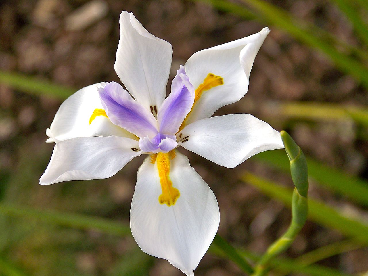 A moreia dá flores lindissimas A moreia dá flores lindissimas