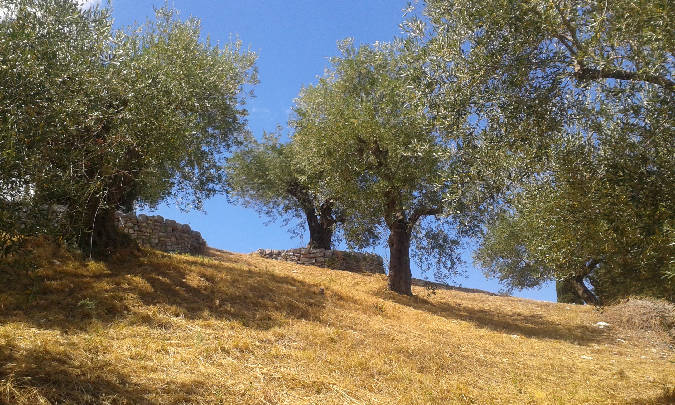 oliveiras produzem o melhor azeite Direitos autorais: Mark Cartwright - CC BY-NC-SA