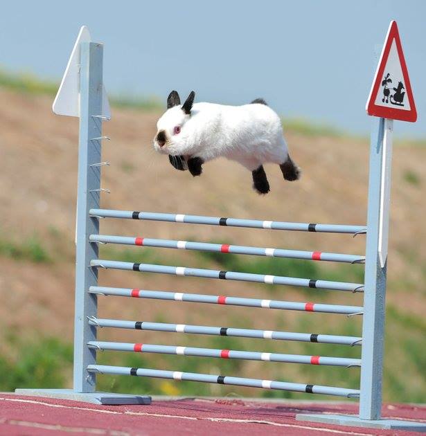Estranhos rituais O salto de coelhos