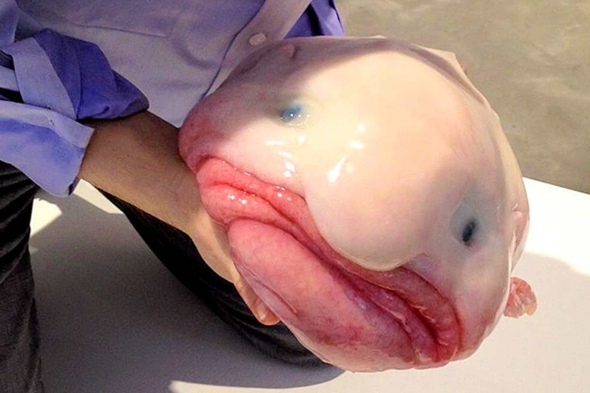peixe bolha peixe bolha