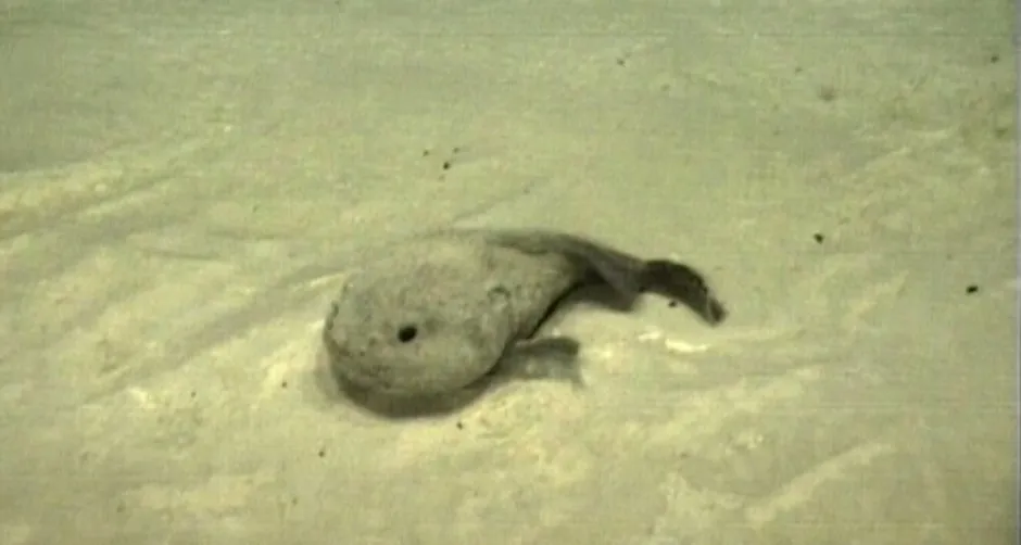 Peixe Bolha: o animal bizarro do fundo do mar Blobfish in water b448d13 | Animais | animais, bizarro, criatura, curiosidade, estranho, horroroso, mar, marinho, peixe, profundidade