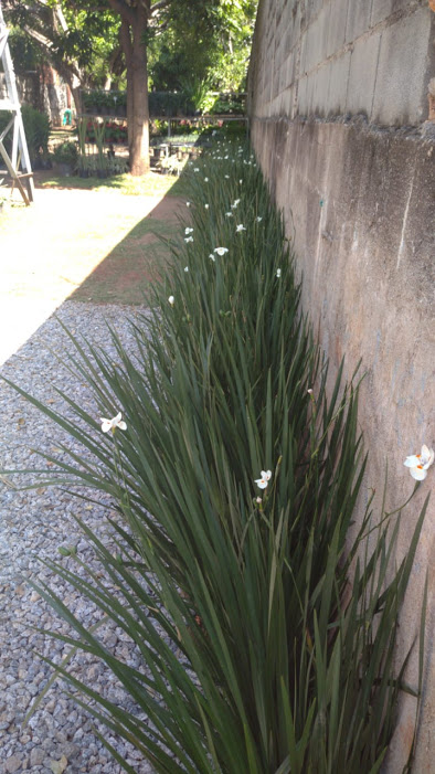 Explore os Segredos da Planta Moreia: Um Guia Completo CV Morea 1 | Curiosidades | dica, flores, jardim, moreia, planta
