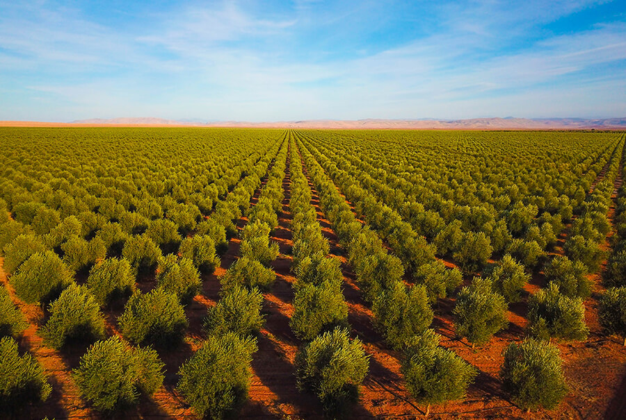 melhor azeite Oliveiras se perdem de vista no Marrocos