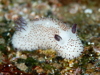 sea bunny sea bunny