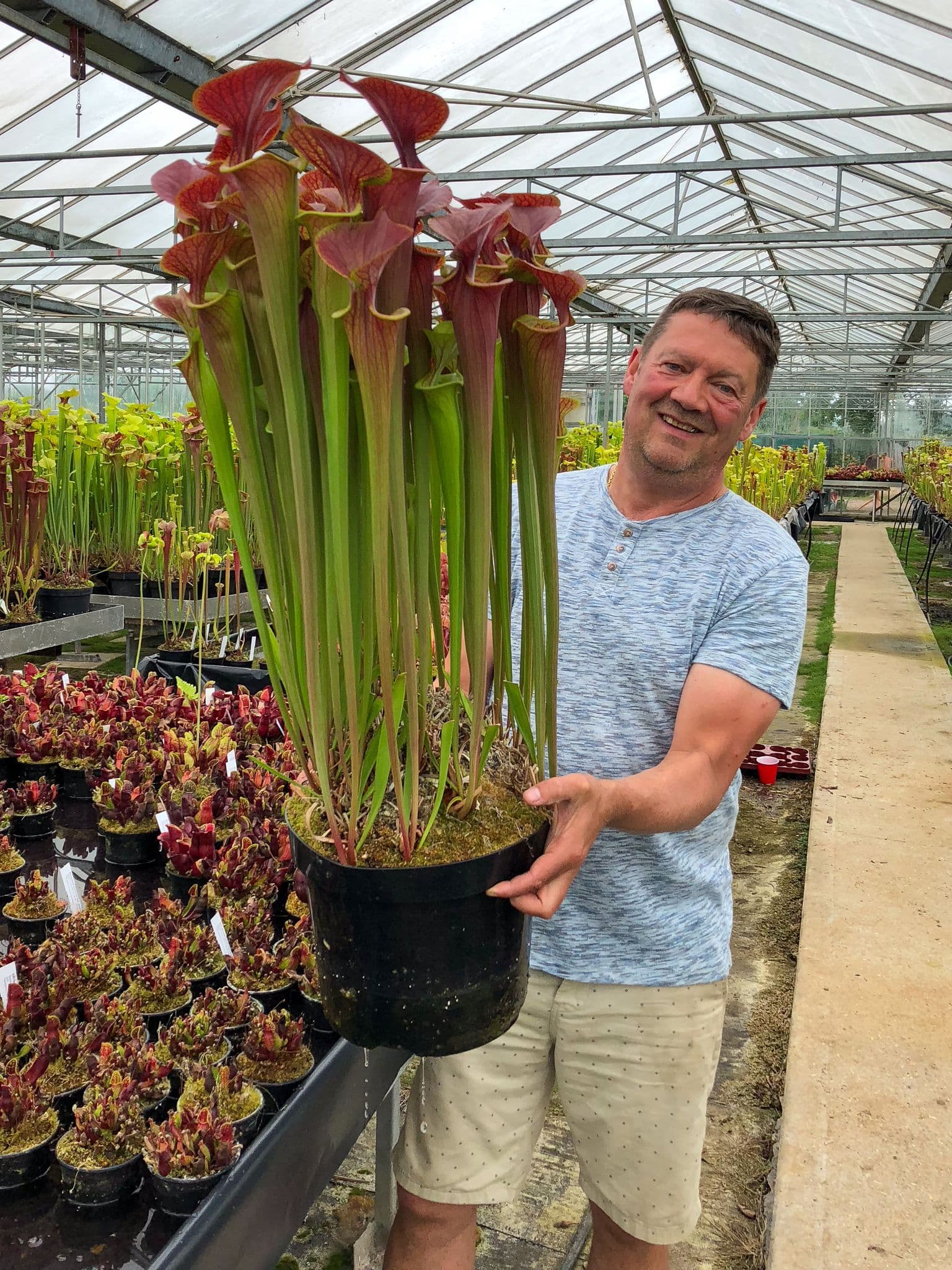Plantas Carnívoras: Devoradoras de Insetos ou Alienígenas Disfarçadas? algumas plantas podem ser bem grandes