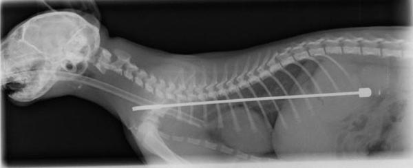 O dia que o gato engoliu a antena da Tv kitten swallow tv aerial1 | Animais | animais, bichos, bizarro, curioso, incrível