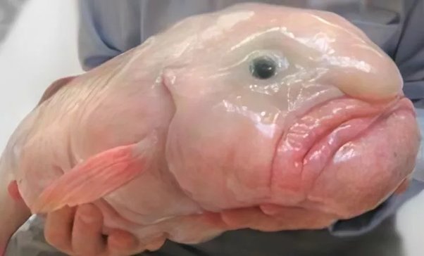 Peixe Bolha: o animal bizarro do fundo do mar main qimg 01dc934a0c9f8fd34ea40f77e6f334e4 pjlq | Animais | animais, bizarro, criatura, curiosidade, estranho, horroroso, mar, marinho, peixe, profundidade