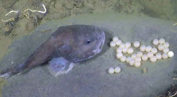 Peixe Bolha: o animal bizarro do fundo do mar fêmea do peixe bolha cuida dos filhotes