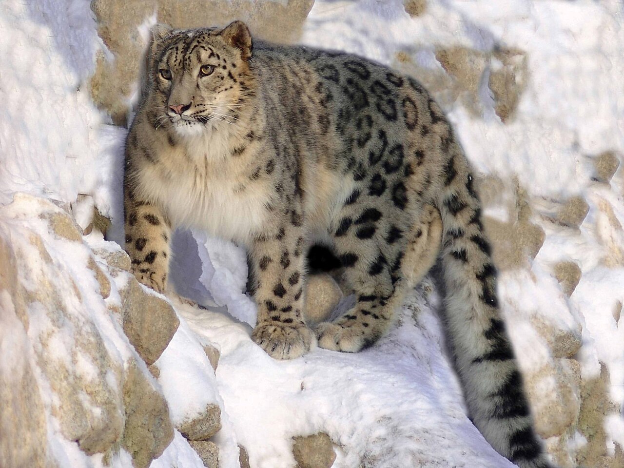 o leopardo das neves o leopardo das neves