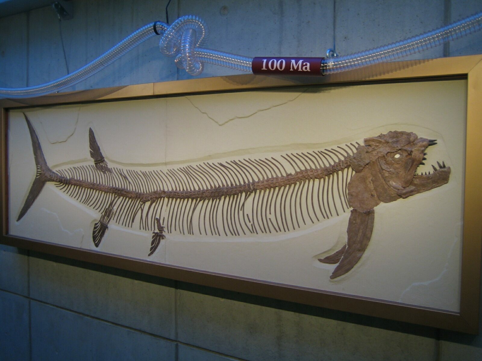 Foto gump do dia: O peixe pré-histórico | Foto gump do dia | curioso, fossil, museu, paleontologia, peixe, pré-histórico
