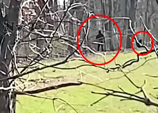 Novas filmagens impressionantes do Bigfoot chocam a internet duplabigfoot | Polêmica | bigfoot, curioso, estranho, monstro, pe grande, polêmica, sasquatch