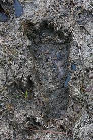 Novas filmagens impressionantes do Bigfoot chocam a internet images 33 | Polêmica | bigfoot, curioso, estranho, monstro, pe grande, polêmica, sasquatch